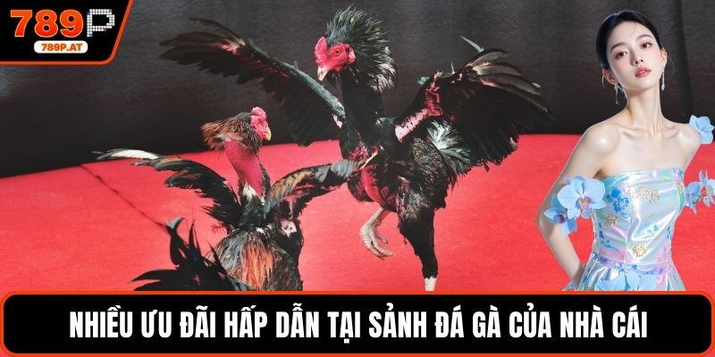 Nhiều ưu đãi hấp dẫn tại sảnh đá gà của nhà cái